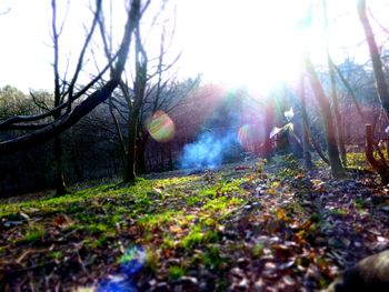 Sun shining through trees on sunny day