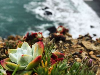 Close-up of plants