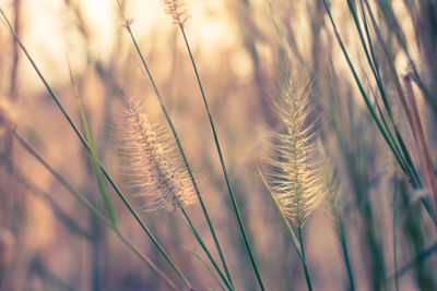 Grass flower