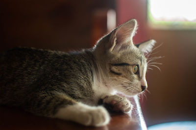 Close-up of kitten relaxing at home