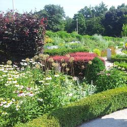 Plants growing in garden