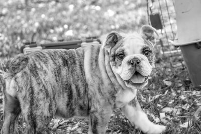 Close-up of dog on field