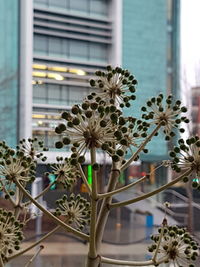 Close-up of flowers blooming outdoors