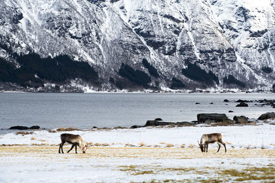 Reindeers in a remote landscape in the lofoten islands, norway