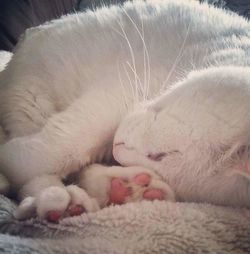 Close-up of white cat sleeping