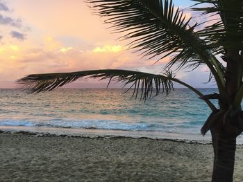 Palm tree on beach against sky during sunset