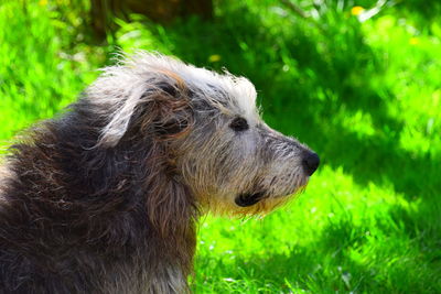 Close-up of a dog looking away