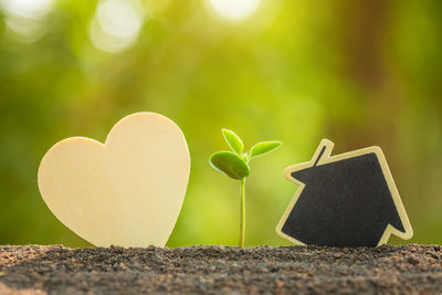 Close-up of heart shape on plant