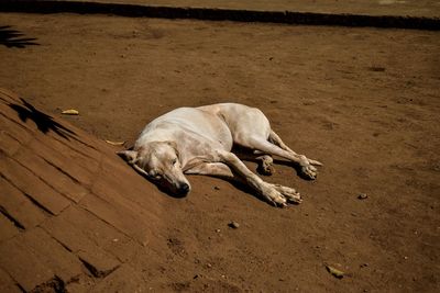 High angle view of dog sleeping on sand