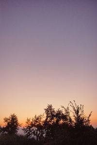 Low angle view of silhouette trees against sky during sunset