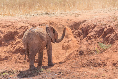 Elephant standing in a field