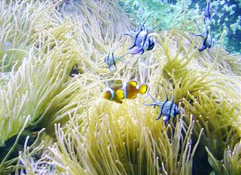 Plants growing on blue sky