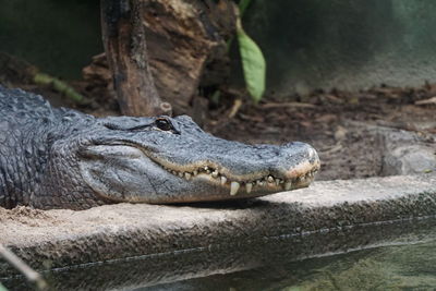 Close-up of crocodile on riverbank