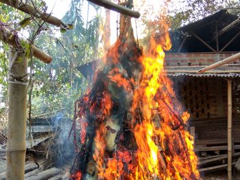 View of tree