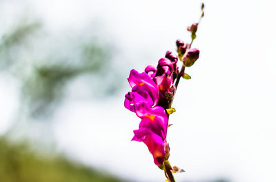 Close-up of pink flowering plant