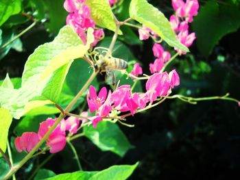 Close-up of insect on pink flowers