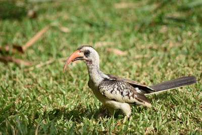 Close-up of bird perching on grass