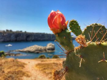 Close-up of red prickly pear cactus against sky