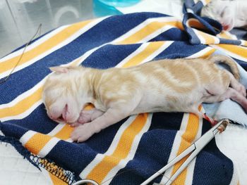 Cat sleeping on bed