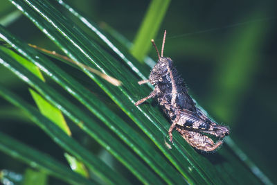 Close-up of insect on leaf