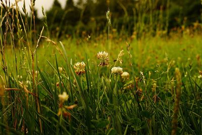 Close-up of flowering plants on field