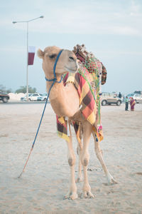 Horse standing on street