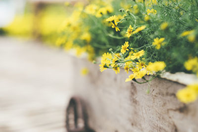 Close-up of yellow flowers blooming on wooden retaining wall