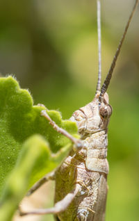 Close-up of butterfly on leaf