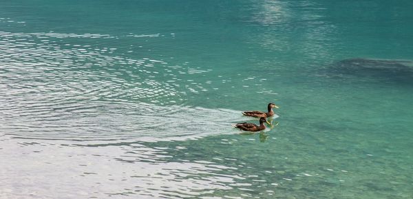 High angle view of person swimming in lake