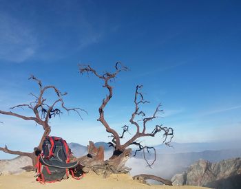 Bare tree on rock against sky