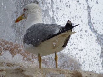 Close-up of bird in snow