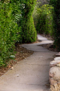 Road amidst trees