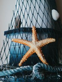 Starfish and seashell in building