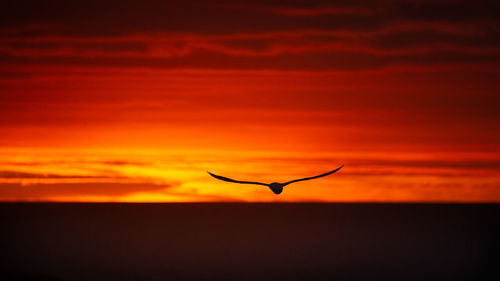 Silhouette bird flying over orange sky