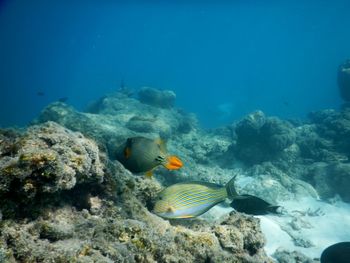 Fish swimming in sea