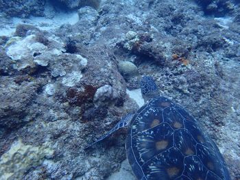 Fish swimming underwater