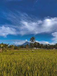 Panoramic view of mount merapi from the rice fields in the morning