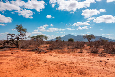 Scenic view of arid landscapes in tsavo national park in kenya