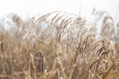 Close-up of stalks in field