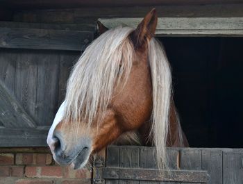 Close-up of horse in stable