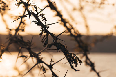 Close-up of dried plant