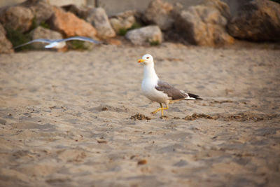 Seagull perching on sand