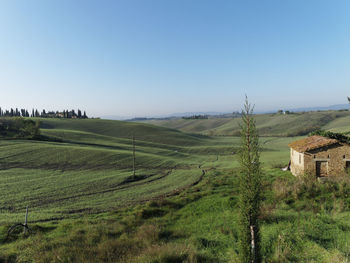Trees on field against clear sky