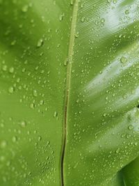 Full frame shot of wet leaves on rainy day