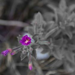 Close-up of pink flower