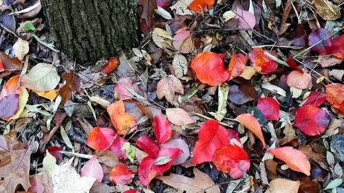 Fallen leaves on ground