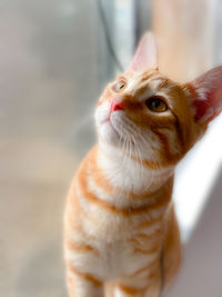 Close-up of cat looking away