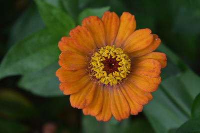 Close-up of orange flower