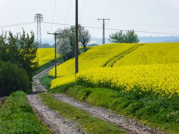 Yellow flowers growing on land against sky