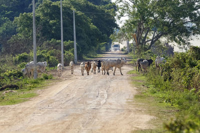 Rear view of people walking on field